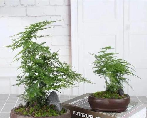 文竹品种选择指南（哪一款更适合您）