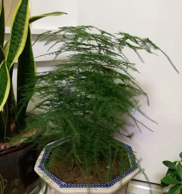 文竹品种选择指南（哪一款更适合您）