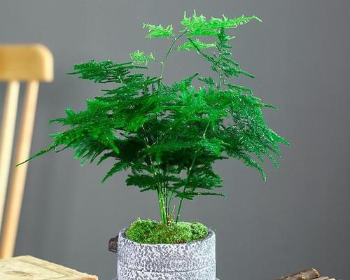 文竹的播种时间及方法（科学播种）
