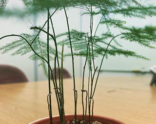 文竹发芽长叶全过程剖析（从种子到翠绿的叶子）