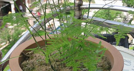 如何正确分株文竹（掌握分株时机）
