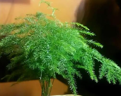 文竹，不仅仅是一种室内观叶植物（木本植物的奥秘与养护技巧）
