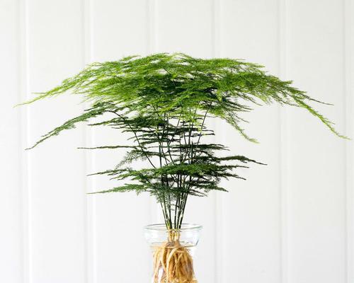 文竹植物全方位介绍（了解文竹的生长习性）