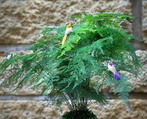 文竹植物全方位介绍（了解文竹的生长习性）