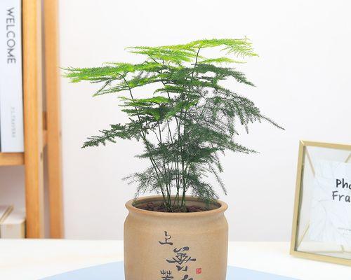 文竹盆栽——深盆还是浅盆（根据文竹的特点选择适合的盆深度）