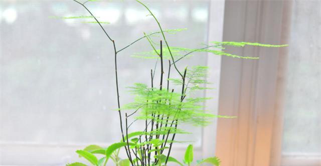 文竹水浇多了怎么办（避免文竹过度浇水的技巧）