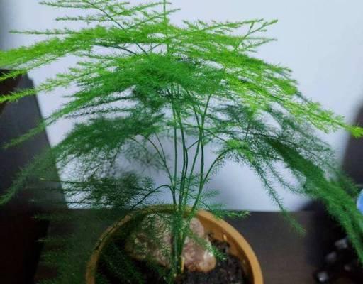 文竹水浇多了怎么办（避免文竹过度浇水的技巧）