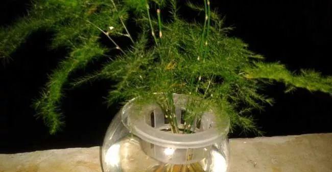 文竹水培还是土培更好（选择合适的养护方式）