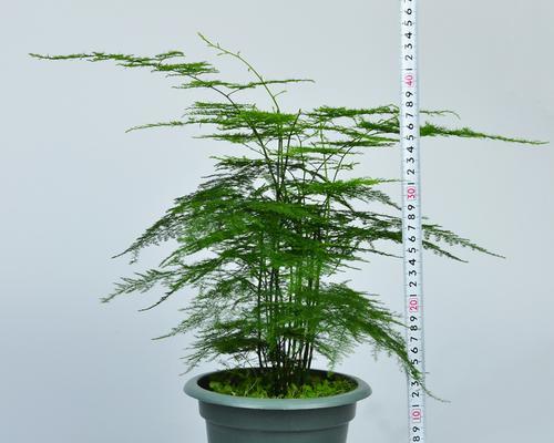 文竹水培还是土培更好（选择合适的养护方式）