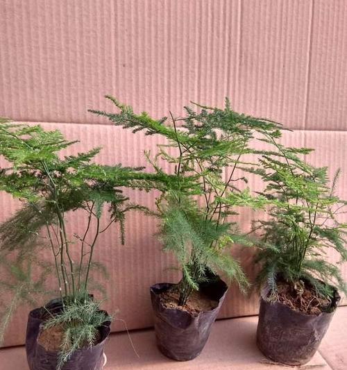 文竹喜肥之肥料选择（了解文竹喜欢施什么肥料）