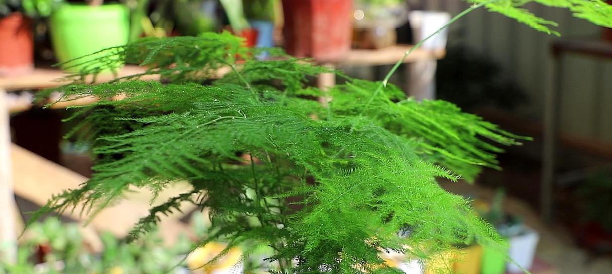 文竹喜肥之肥料选择（了解文竹喜欢施什么肥料）