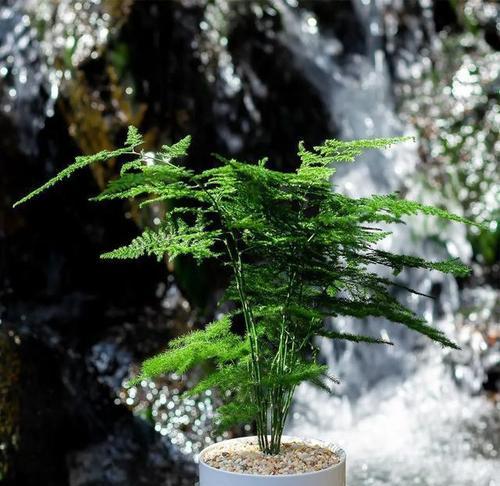文竹爱晒太阳（揭秘文竹对阳光的喜爱程度）