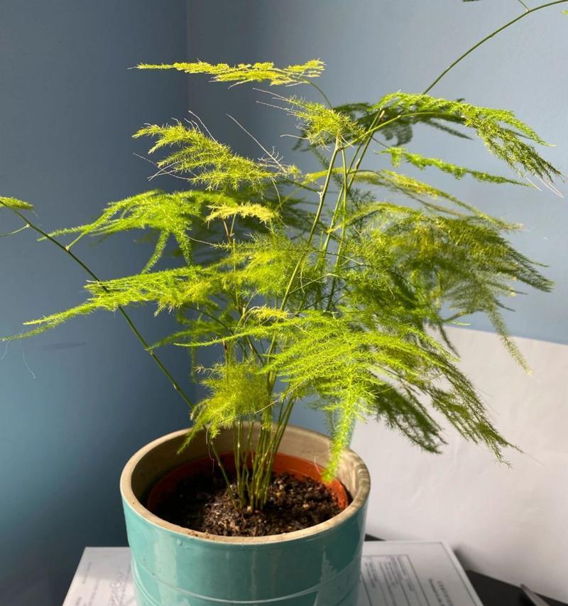夏季文竹换盆指南（如何正确更换文竹的盆土）