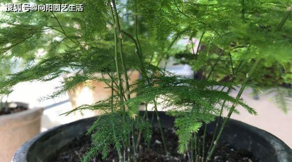 夏季文竹换盆指南（如何正确更换文竹的盆土）