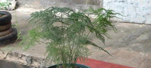 文竹小苗的上盆和养护方法（如何选择盆土和合适的盆器）