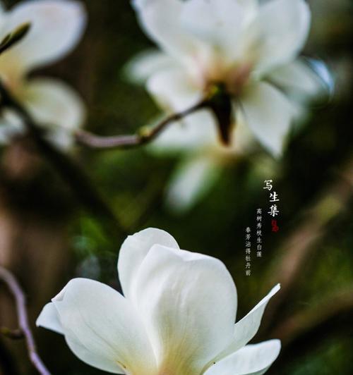 白玉兰花的花语与美丽传说（揭开白玉兰花的神秘面纱）