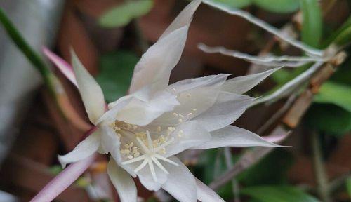 昙花种类及其寓意大揭秘（探索昙花的丰富意蕴）