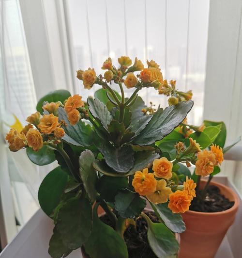 长寿花不同颜色的寓意——传递生命的祝福（深入探索长寿花各种颜色背后的美好寓意）