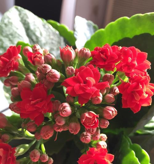 长寿花的花语与寓意（探寻长寿花的神秘密码）