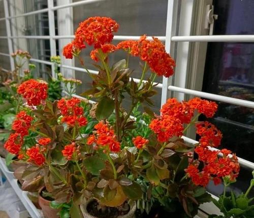 长寿花各色花朵的寓意与意义（探索长寿花不同颜色花朵的隐含含义）