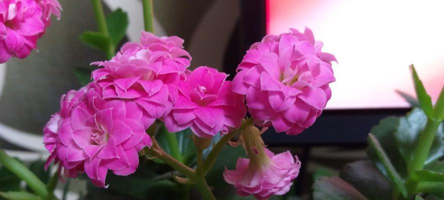长寿花的色彩寓意与生命的奥秘（探索长寿花的五彩斑斓与生命延续的秘密）