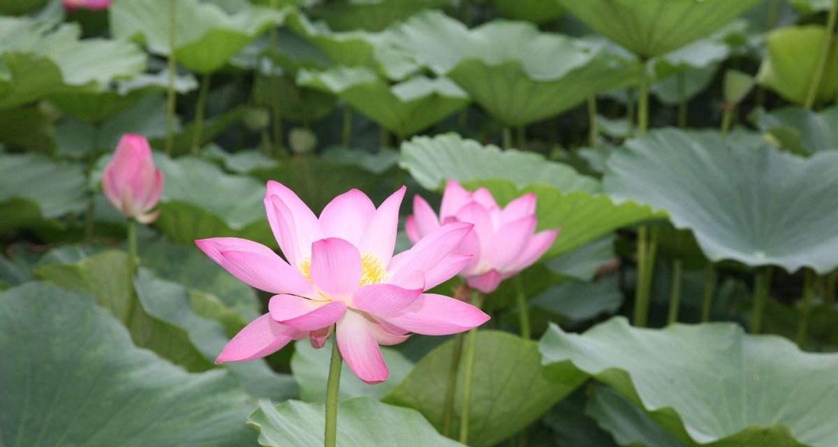 窗前的意义——荷花的生命之美（倾听荷花的心语）