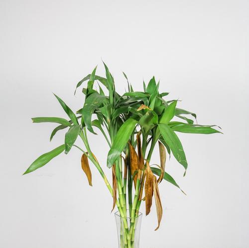 富贵竹开花的寓意（探寻富贵竹开花的神秘）