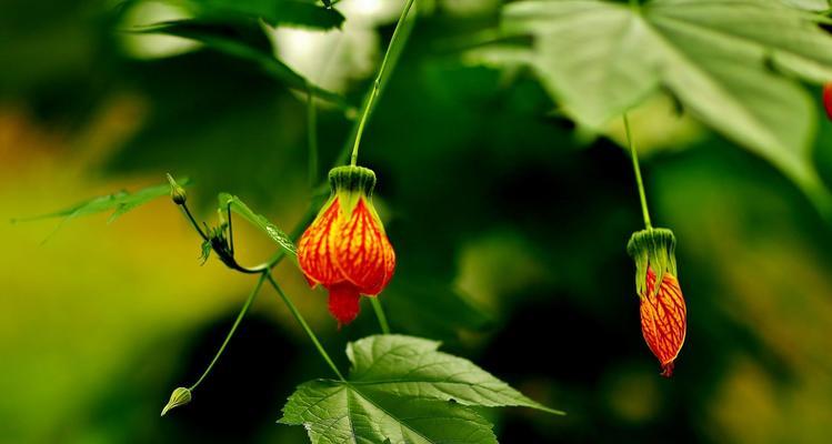 宫灯百合花语-爱的永恒（追寻爱的光芒）