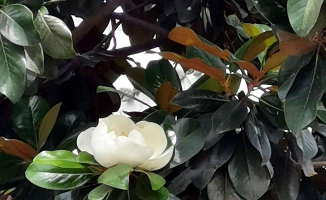 广玉兰花（寄托着希望和坚持的花朵）