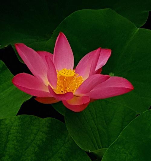 荷花的花语与意义（荷花的美丽与神秘）