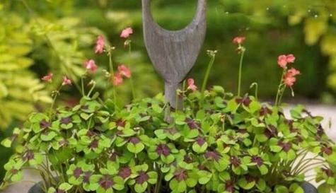 四叶草的姊妹花——与其十分相似的草（探寻身边隐藏的四叶草）