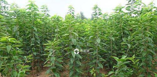 河北适宜种植樱桃的理由（了解河北种植樱桃的具体优势和策略）