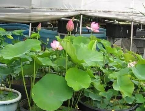 荷花种植全指南（荷花种植的时间）