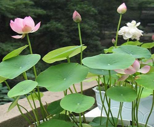 荷花的种植方法及适宜土质分析（从土壤要求到种植步骤）