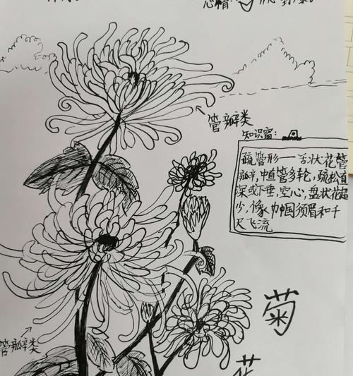 如何正确浇水荷兰菊（荷兰菊浇水的注意事项和正确方法）