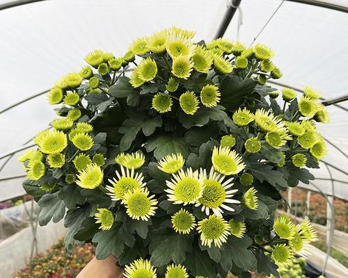 荷兰菊的爆盆养殖技巧（打造花园里的璀璨明珠）