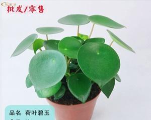 荷叶碧玉开花的奇妙之旅（探寻荷叶碧玉的花开之谜）