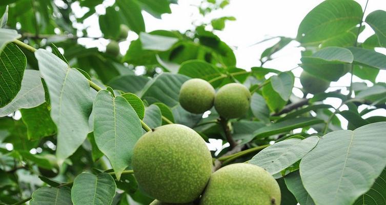 核桃的生长环境与分布（从土壤、气候到分布范围）