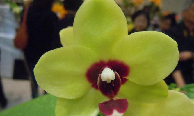 石斛兰的花语及其意义（探索石斛兰的花语与象征意义）
