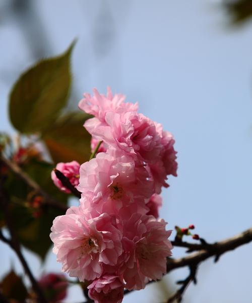 樱花诗的花语——赋予生命美的精灵（传达爱与希望的花朵）