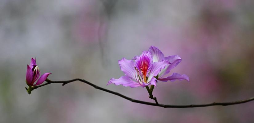 紫荆花语浅析（紫荆花语的意义及其历史背景）