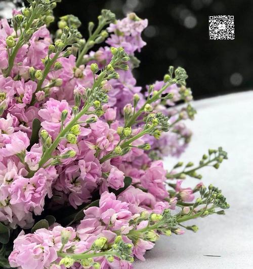 紫罗兰花语的寓意与象征（探秘紫罗兰的花语和象征意义）