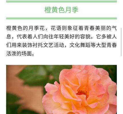 橘色月季的花语与寓意（探寻橘色月季花的神秘魅力）