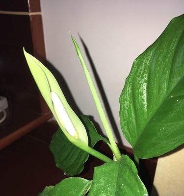 万年青开花——探秘万年青开花的奇妙之处（万年青开花代表什么）