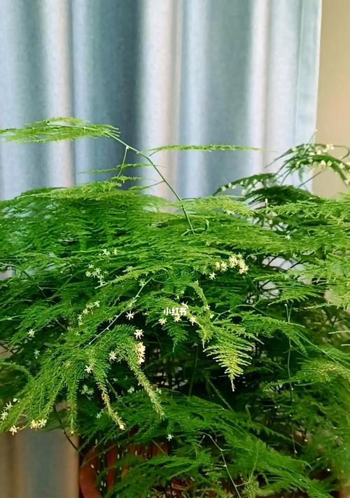 文竹开花的寓意和养殖技巧（文竹开花预示吉祥）