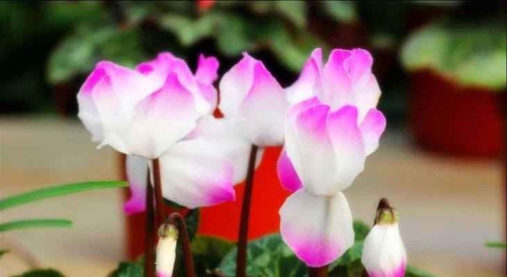 仙客来花语与含义解析（美丽花朵的背后）
