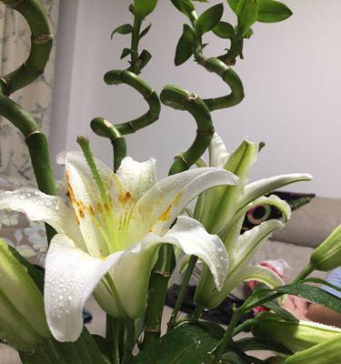 香水百合花语——纯洁与祝福的象征（探寻百合花的寓意及文化内涵）