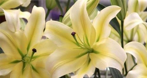 香水百合花语（揭秘香水百合的开花频率和花语秘密）