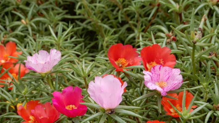 勇敢坚强的植物们（以生命力和独立精神追求自由的植物们）