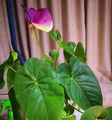 植物中的善良力量（以象征乐于助人的植物为主题的探索）